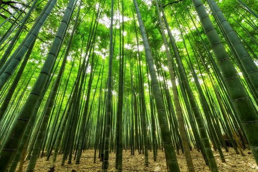 Why Buy Bamboo Clothing
